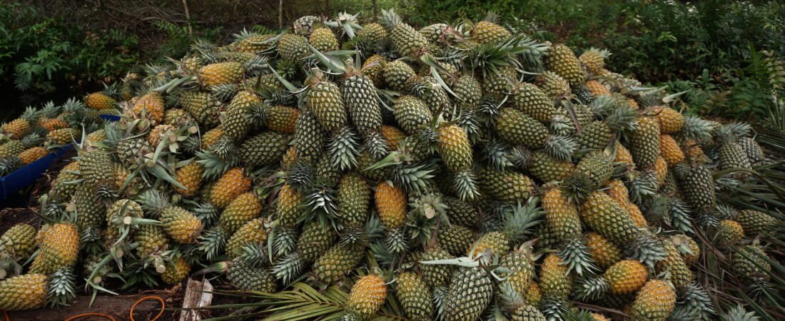 Pentingnya Nanas Sebagai Komoditi Ramah Gambut di Kabupaten Siak