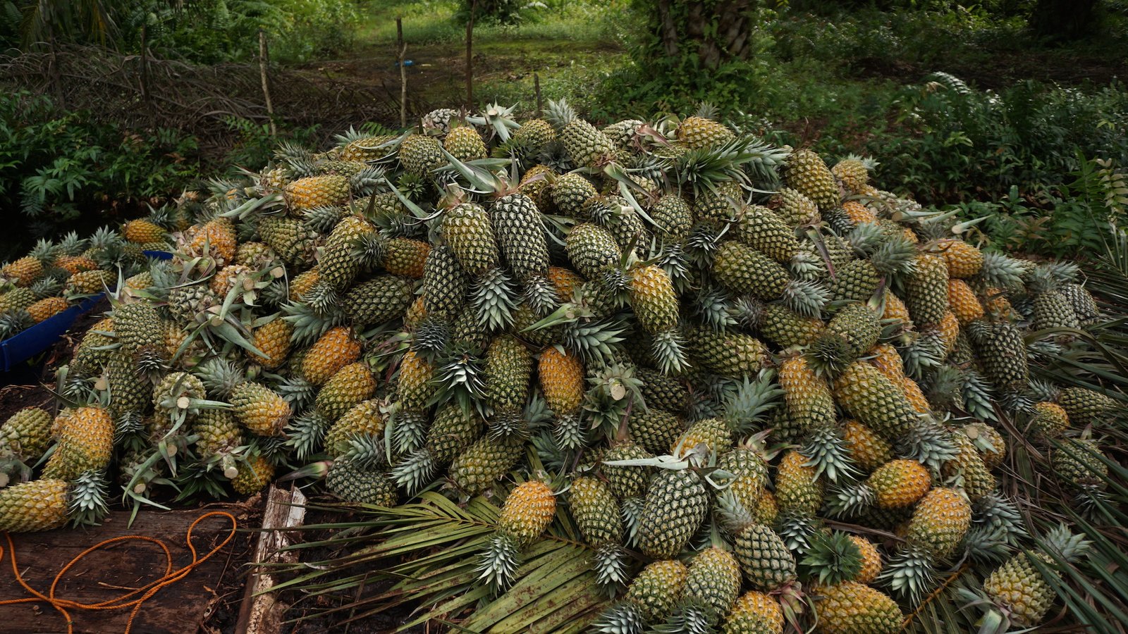 Pentingnya Nanas Sebagai Komoditi Ramah Gambut di Kabupaten Siak