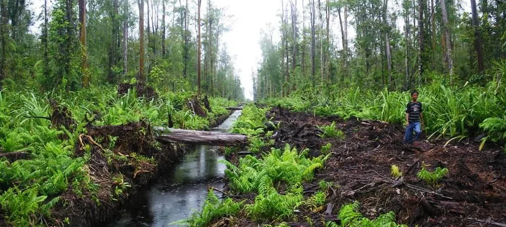 Potensi Ekonomi Berbasis Gambut di Siak: Dari Hasil Alam ke Produk Bernilai Tinggi